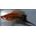 Меченосец красный тукседо (Xiphophorus hellerii)