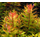 Ротала макрандра мини (с грузом) (Rotala macrandra Mini)