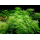 Перистолистник матогросский зеленый (с грузом) (Myriophyllum mattogrossense)
