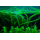 Криптокорина балансе (с грузом) (Cryptocoryne balansae)