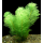 Перистолистник Скабратум, зеленый  (с грузом) (Myriophyllum scabratum)