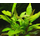 Гигрофила Вишневый лист (с грузом) (Hygrophyla corymbosa Chery Leaf)