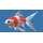 Золотая рыбка Комета красно-белая (S) (Carassius auratus)