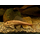 Сом Плекостомус обыкновенный (S) (Hypostomus plecostomus)
