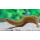 Угорь Макрогнатус глазчатый  (Macrognathus aculeatus)
