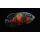 Астронотус тигровый красный (M) (Astronotus ocellatus)