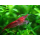Креветка вишневая красная (Neocaridina denticulata Red Cherry)