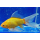 Золотая рыбка Комета лимонная (S) (Carassius auratus)