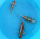 Карп Кои ассорти ML17-20 см (Cyprinus carpio)