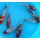 Карп Кои ассорти ML17-20 см (Cyprinus carpio)