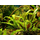 Криптокорина люценс (Cryptocoryne lucens) (в горшке)