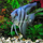 Скалярия зебра голубая (S) (Pterophyllum scalare var.)