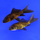 Золотая рыбка Комета черная (S) (Carassius auratus)