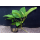 Анубиас Бартера Широколистный (ветка) (Anubias barteri var. "Broad leaf")