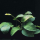 Анубиас Бартера Широколистный (ветка) (Anubias barteri var. "Broad leaf")