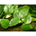 Анубиас Габон (в горшке) (Anubias barteri sp. "Gabon")