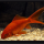 Золотая рыбка Комета красная (L) (Carassius auratus)
