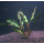 Криптокорина люценс (Cryptocoryne lucens) (в горшке)