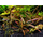 Гигрофила иволистная красная (с грузом) (Hygrophila angustifolia var. rubra)