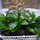 Анубиас Конгенсис (в горшке) (Anubias congensis)
