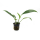Анубиас Конгенсис (в горшке) (Anubias congensis)