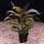 Гигрофила иволистная красная (с грузом) (Hygrophila angustifolia var. rubra)