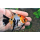 Скалярия кои трехцветная (L) (Pterophyllum scalare var.)