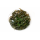 Криптокорина Валкера (Cryptocoryne walkeri) (меристема) Тайланд