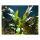 Криптокорина Валкера (Cryptocoryne walkeri) (меристема) Тайланд