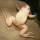 Лягушка шпорцевая альбинос  (Xenopus laevis)