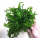 Папоротник Винделов (на пластинке) (Microsorum pteropus Windelov )