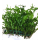Папоротник Винделов (на пластинке) (Microsorum pteropus Windelov )