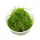 Юнкус репенс (меристема) Тайланд (Juncus repens)