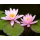 Нимфея Marliacea Rosea розовая, корневище