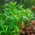 Лимнофила ароматика (с грузом) (Limnophila aromatica)
