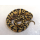 Королевский питон (Enchi yellow belly), S