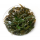 Криптокорина Виллиса (Cryptocoryne willisii) (меристема) Тайланд