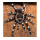 Паук-птицеед Ac. geniculata, самка, 3 см