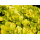 Лизимахия Аурея (с грузом) (Lysimachia nummularia Aurea)