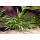 Криптокорина Виллиса (Cryptocoryne willisii) (меристема) Тайланд