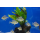 Геофагус красноголовый Тапажос (Geophagus sp. Tapajos)