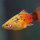 Пецилия ситцевая (Xiphophorus maculatus)