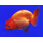 Ранчу Ассорти (Carassius auratus) 3-4 см