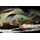 Геофагус Вайнмиллера (Geophagus winemilleri)