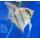Скалярия зебра (L) (Pterophyllum scalare var.)