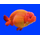 Львиноголовка красная 7-8 см (Carassius auratus)