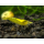 Креветка вишневая желтая (Neocaridina denticulata sinensis var. yellow)