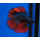 Петушок двухвостый (Betta splendens) (самец)