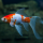 Золотая рыбка Комета красно-белая (L) (Carassius auratus)