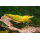 Креветка вишневая желтая (Neocaridina denticulata sinensis var. yellow)
